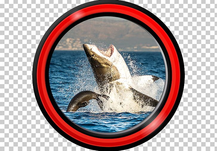 Great White Shark Animal Earless Seal Oceanic Whitetip Shark PNG, Clipart, Animal, Animals, Bull Shark, Dolphin, Earless Seal Free PNG Download