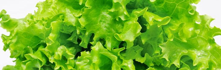 Iceberg Lettuce Wild Lettuce Hamburger Chicken Salad Vegetable PNG, Clipart, Chicken Salad, Field, Food, Food Drinks, Fruit Free PNG Download