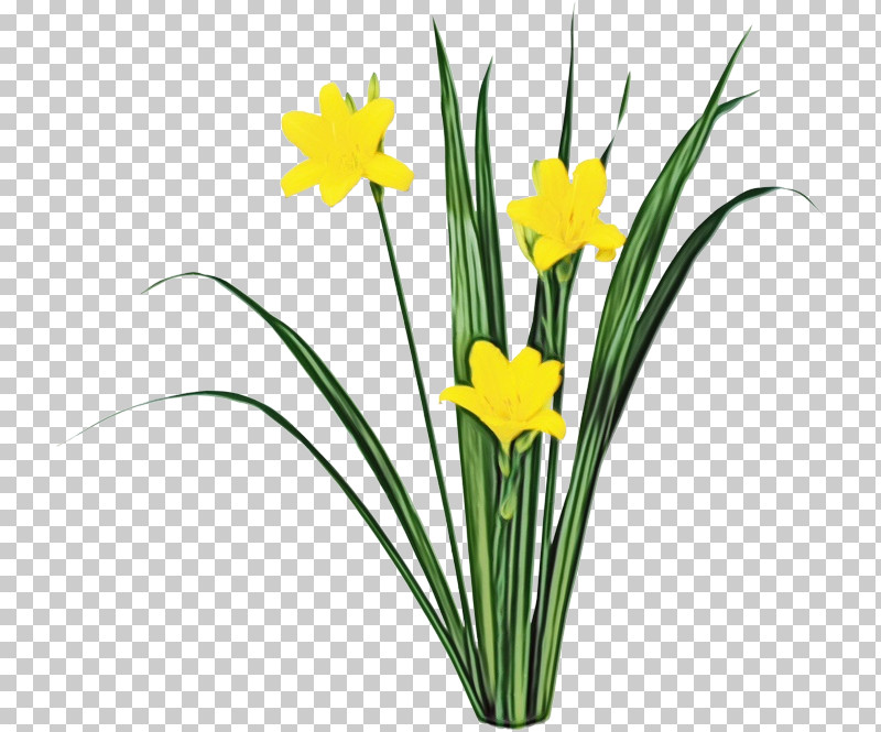 Flower Yellow Plant Narcissus Grass PNG, Clipart, Amaryllis Family, Crocus, Cut Flowers, Flower, Grass Free PNG Download