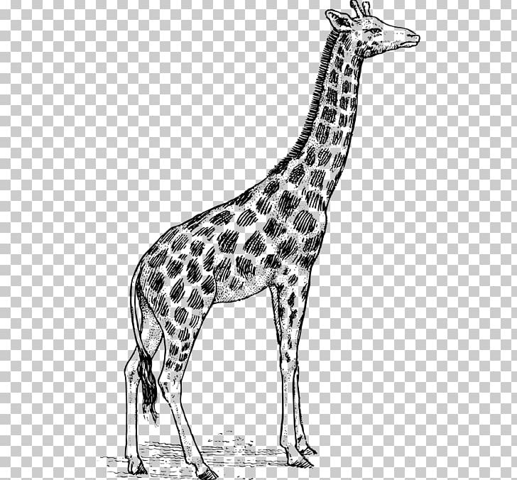Giraffe Drawing PNG, Clipart, Black And White, Blog, Cartoon, Computer, Deer Free PNG Download