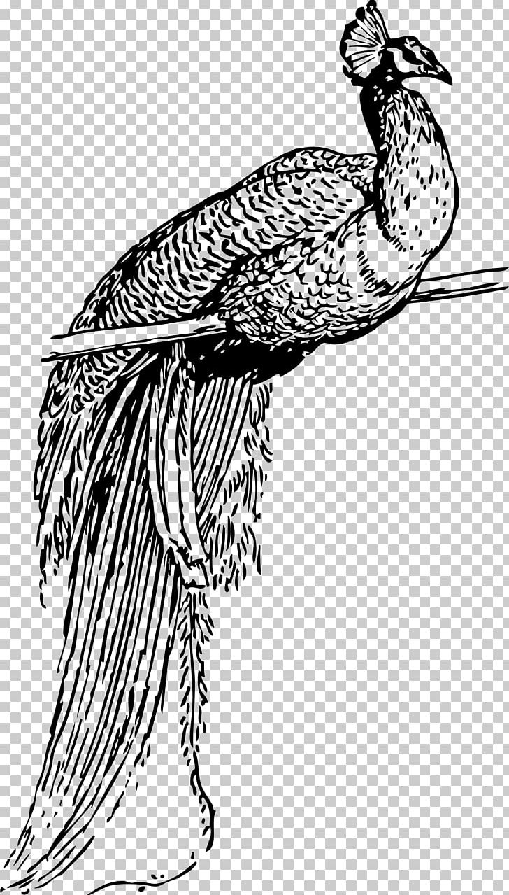 Bird Peafowl PNG, Clipart, Animals, Art, Artwork, Beak, Bird Free PNG Download