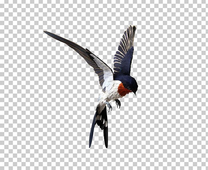 Birds Birds PNG, Clipart, Art, Artist, Asuka, Beak, Bird Free PNG Download