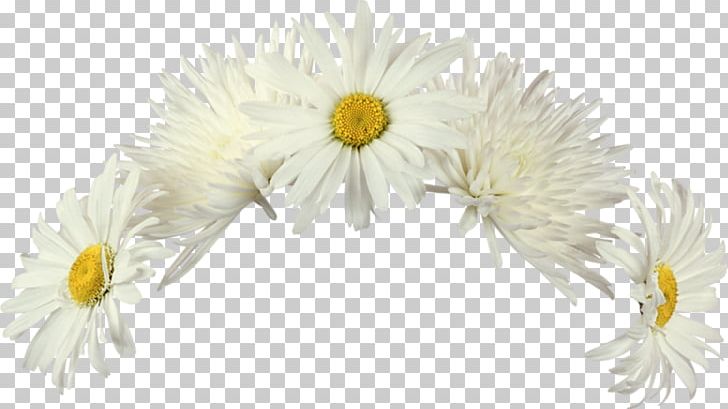 Cut Flowers Rose PNG, Clipart, Aster, Chamomile, Chrysanths, Conch, Daisy Free PNG Download