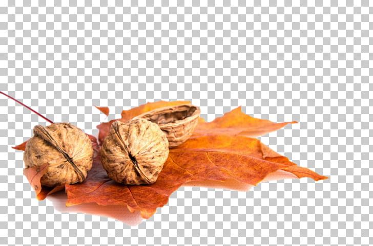Growing Walnuts Leaf Juglans PNG, Clipart, Computer, Download, Dried, Dried Fruit, Food Free PNG Download