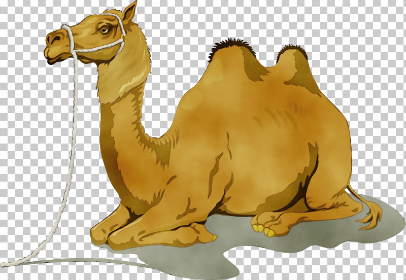 Camels Drawing Desert Bedouin Cartoon PNG, Clipart, Bedouin, Camels, Cartoon, Coloring Book, Desert Free PNG Download