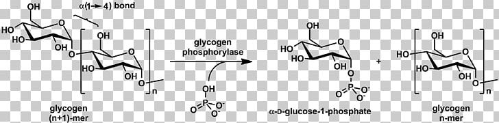 Glycogen Phosphorylase Glycogenolysis Glycosidic Bond PNG, Clipart, Angle, Auto Part, Black And White, Branching, Brand Free PNG Download