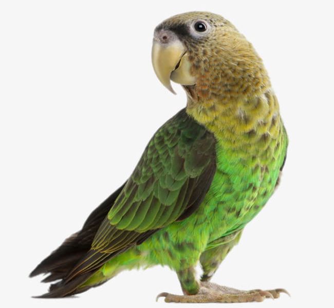 Green Parrot PNG, Clipart, Animal, Animal Wildlife, Bird, Clips, Cut Out Free PNG Download