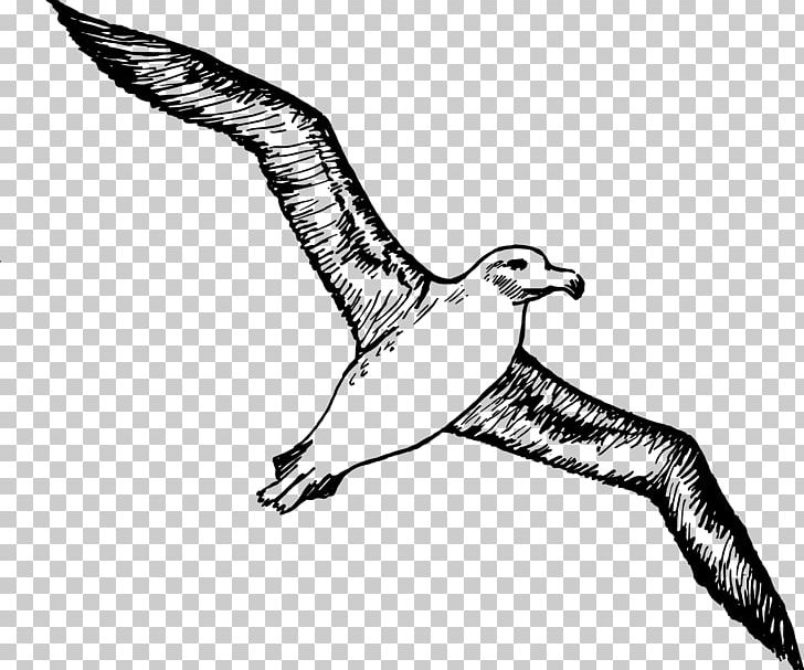 Bird Albatross Gulls PNG, Clipart, Animals, Bird Flight, Fauna, Feather, Handpainted Flowers Free PNG Download