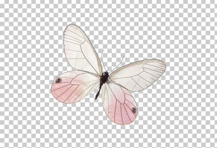 Butterfly Insect Pieridae Moth Cithaerias PNG, Clipart, Arthropod, Brush Footed Butterfly, Butterflies And Moths, Butterfly, Cithaerias Free PNG Download