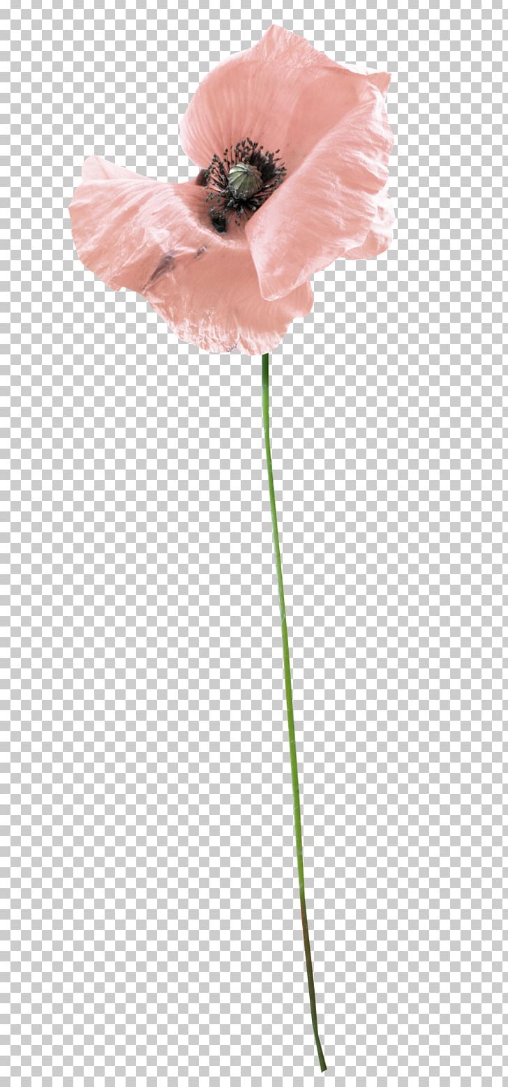 Cut Flowers Coquelicot Plant Stem Petal PNG, Clipart, Coquelicot, Cut Flowers, Flower, Flowering Plant, Others Free PNG Download