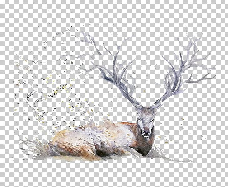 Deer Watercolor Painting Drawing Illustration PNG, Clipart, Animal, Animals, Antler, Antlers, Art Free PNG Download