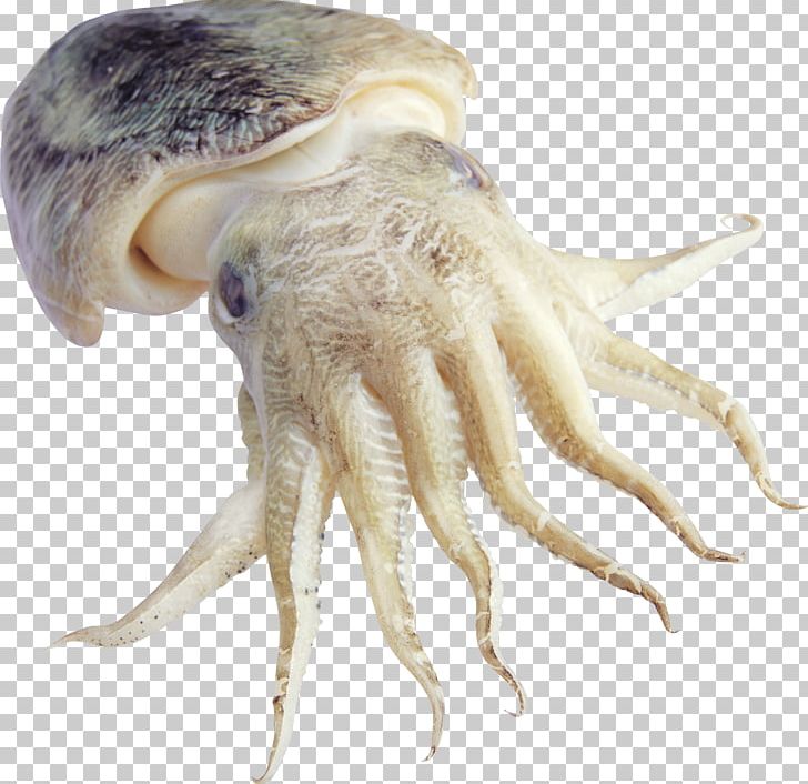 Octopus Cephalopod Cuttlefishes Squid Marine Biology PNG, Clipart, Amphioctopus Fangsiao, Cephalopod, Common Octopus, Giant Pacific Octopus, Invertebrate Free PNG Download