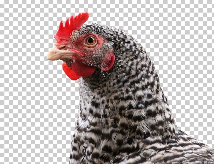 Polish Chicken Asil Chicken Broiler Farmer Poultry Farming PNG, Clipart, Animals, Asil Chicken, Beak, Bird, Broiler Free PNG Download