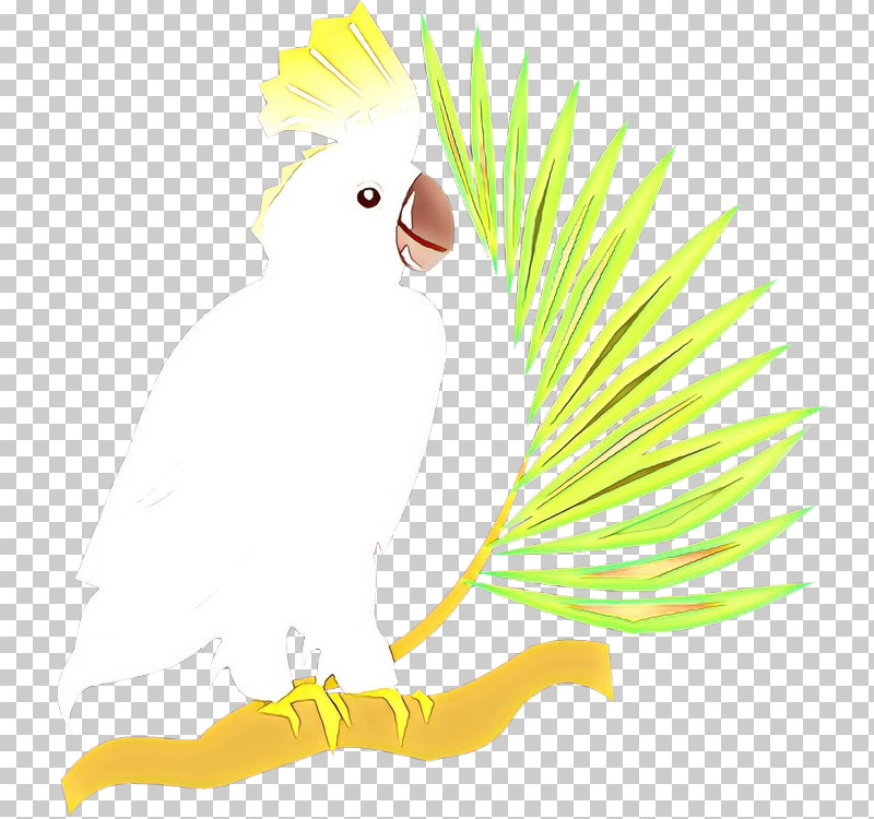 Bird Cartoon Parrot Yellow Beak PNG, Clipart, Beak, Bird, Cartoon, Cockatoo, Parrot Free PNG Download