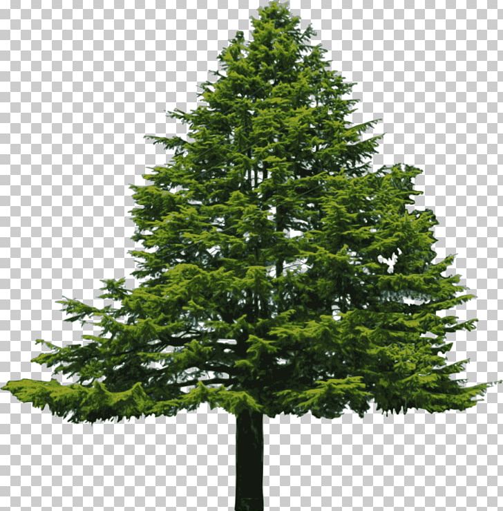 Abies Cilicica Douglas Fir Pine PNG, Clipart, Biome, Branch, Cedar, Christmas Decoration, Christmas Ornament Free PNG Download