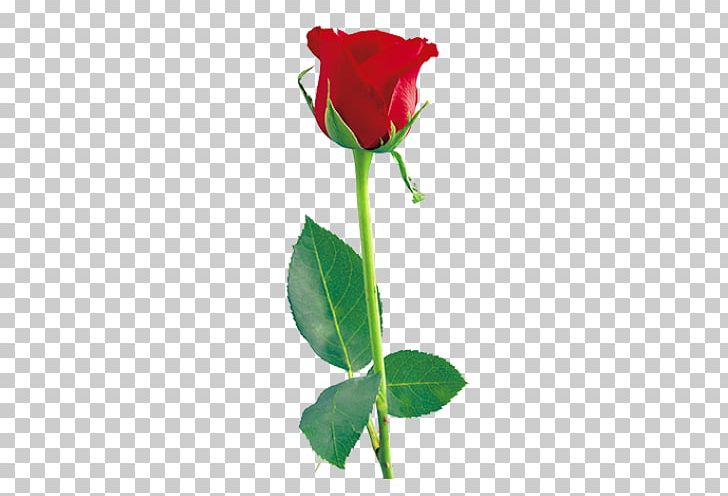 Desktop Rose PNG, Clipart, Bud, China Rose, Color, Compare, Cut Flowers Free PNG Download