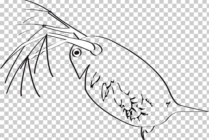 Drawing PNG, Clipart, Arm, Artwork, Beak, Black And White, Common Water Fleas Free PNG Download