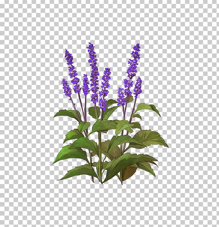 Lavender Flowerpot Hyssopus Common Sage Lupin Limited PNG, Clipart, Common Sage, Flower, Flowering Plant, Flowerpot, Herb Free PNG Download