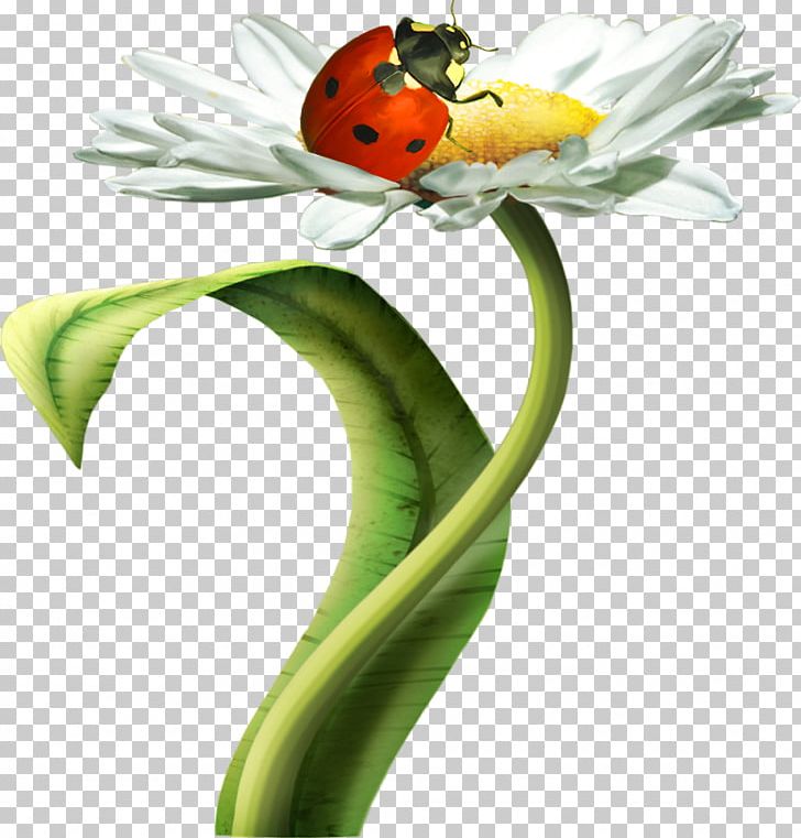 Matricaria Flower Chamomile PNG, Clipart, Animal, Bug, Cute Ladybug, Floral Design, Flower Bouquet Free PNG Download