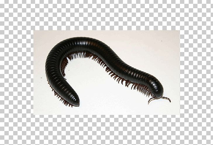 Millipedes Archispirostreptus Gigas Centipedes Tachypodoiulus Niger Trigoniulus Corallinus PNG, Clipart, Animal, Archispirostreptus Gigas, Centipede, Centipedes, Giga Free PNG Download