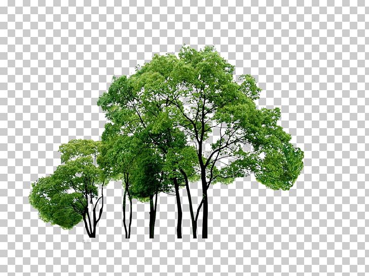 Tree Computer File PNG, Clipart, Autumn Tree, Branch, Christmas Tree, Computer File, Computer Graphics Free PNG Download