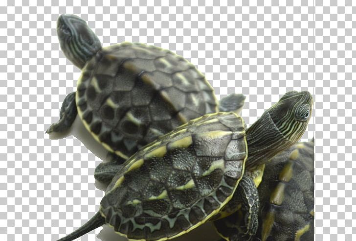 Chinese Pond Turtle Jellyfish Tortoise PNG, Clipart, Animals, Artificial Grass, Chelydridae, China, Chinese Pond Turtle Free PNG Download