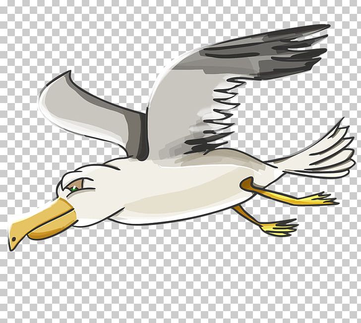 Gulls T-shirt PNG, Clipart, Albatross, Beak, Bird, Cartoon, Child Free PNG Download