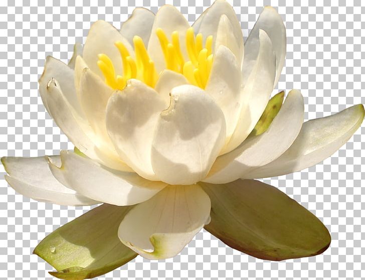 Petal Proteales Portable Network Graphics Flower PNG, Clipart, Aquatic Plant, Aquatic Plants, Color, Flower, Flowering Plant Free PNG Download