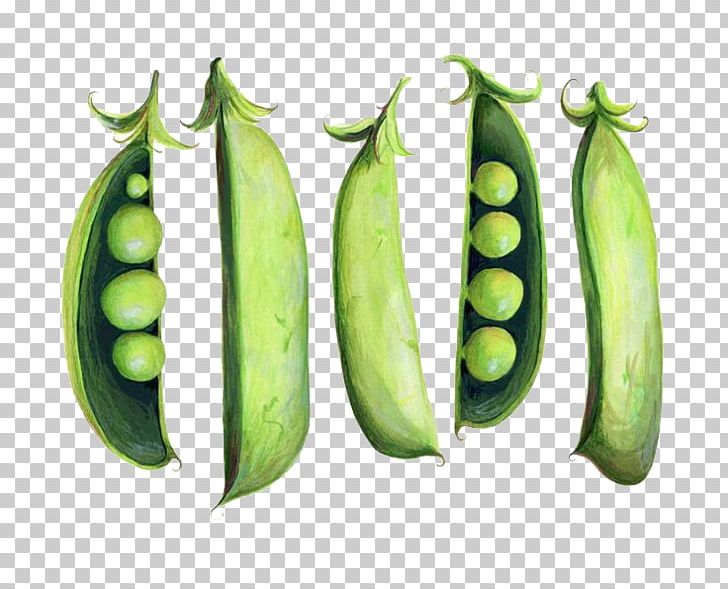Snap Pea Watercolor Painting Illustration PNG, Clipart, Angle, Background Green, Bean, Beans, Behance Free PNG Download