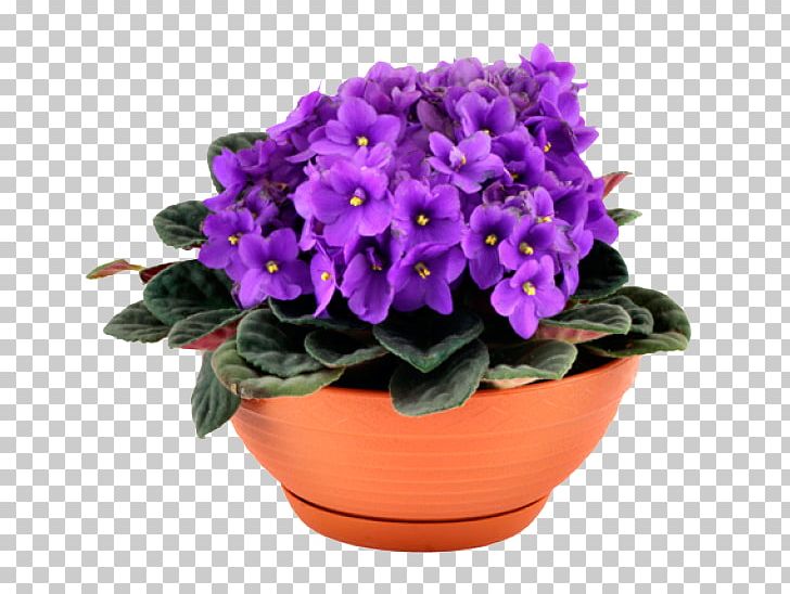 African Violets Houseplant Makuni PNG, Clipart, African Violets, Bonsai, Flower, Flowering Plant, Flowerpot Free PNG Download