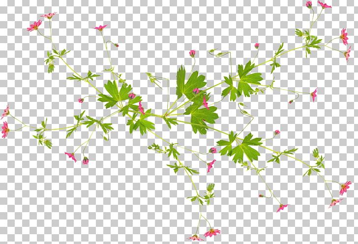Flower Plant Desktop PNG, Clipart, Blossom, Branch, Desktop Wallpaper, Flora, Floral Design Free PNG Download