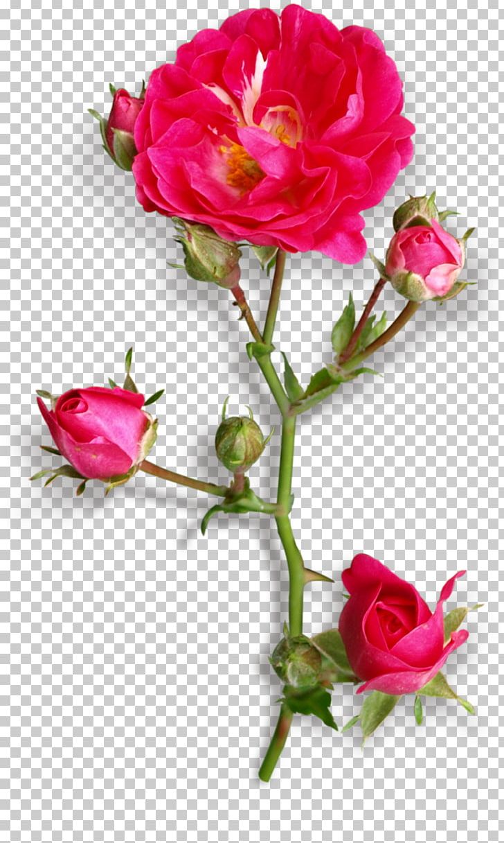 Garden Roses Centifolia Roses Floribunda Cut Flowers PNG, Clipart, Artificial Flower, Bud, Cari, Dress, Earring Free PNG Download
