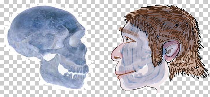 Neandertal La Ferrassie 1 Homo Sapiens PNG, Clipart, Bone, Document, Drawing, Ear, Face Free PNG Download
