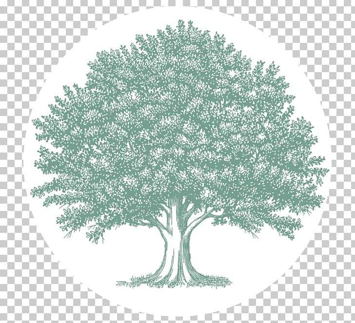 Oak Tree Drawing PNG, Clipart, Angel Oak, Black And White, Branch, Drawing, Leaf Free PNG Download