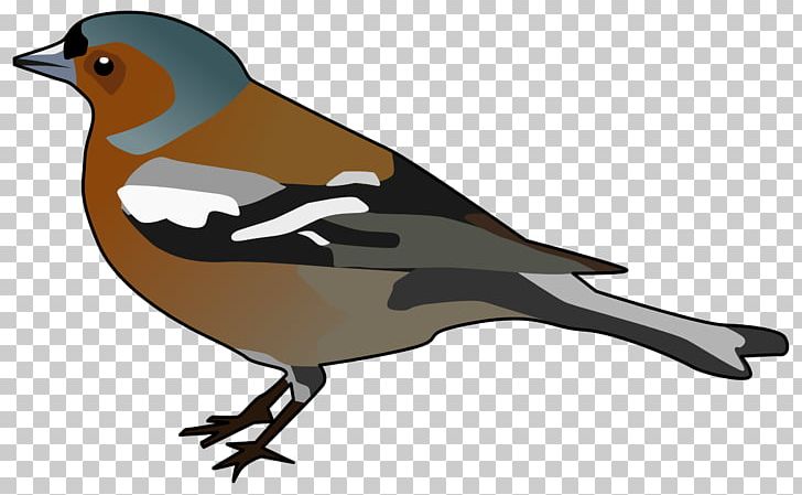 Common Chaffinch Bird PNG, Clipart, Animals, Beak, Bird, Bird Clipart, Common Chaffinch Free PNG Download