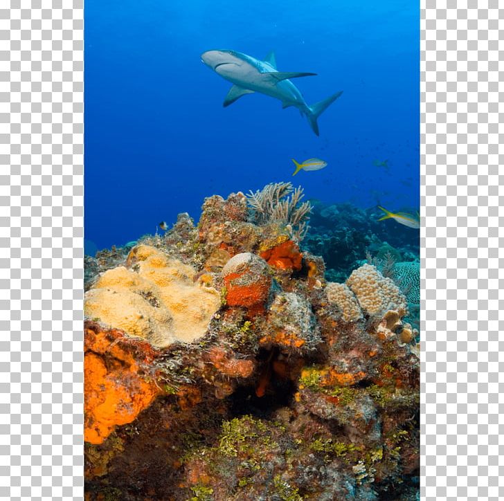 Coral Reef Fish Caribbean Reef Shark PNG, Clipart, Animals, Blacktip Reef Shark, Brain Coral, Carcharhinus Amblyrhynchos, Caribbean Reef Shark Free PNG Download