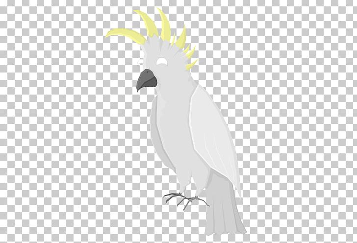 Cockatoo Macaw Beak Feather Vulture PNG, Clipart, Animals, Beak, Bird, Bird Of Prey, Cacatua Free PNG Download