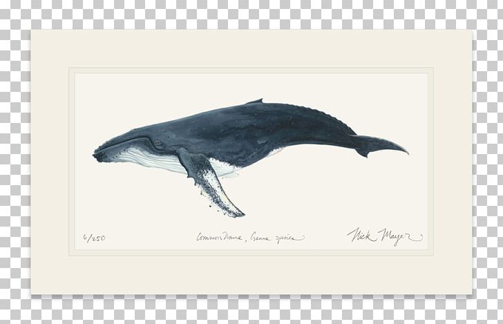 Dolphin Humpback Whale Painting Cetacea Beak PNG, Clipart, Animals, Beak, Bird, Cetacea, Dolphin Free PNG Download
