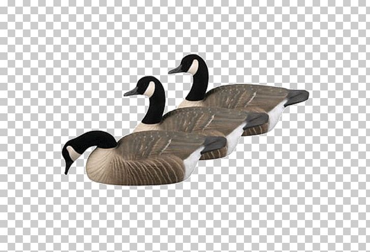 Duck Canada Goose Mallard Decoy PNG, Clipart,  Free PNG Download