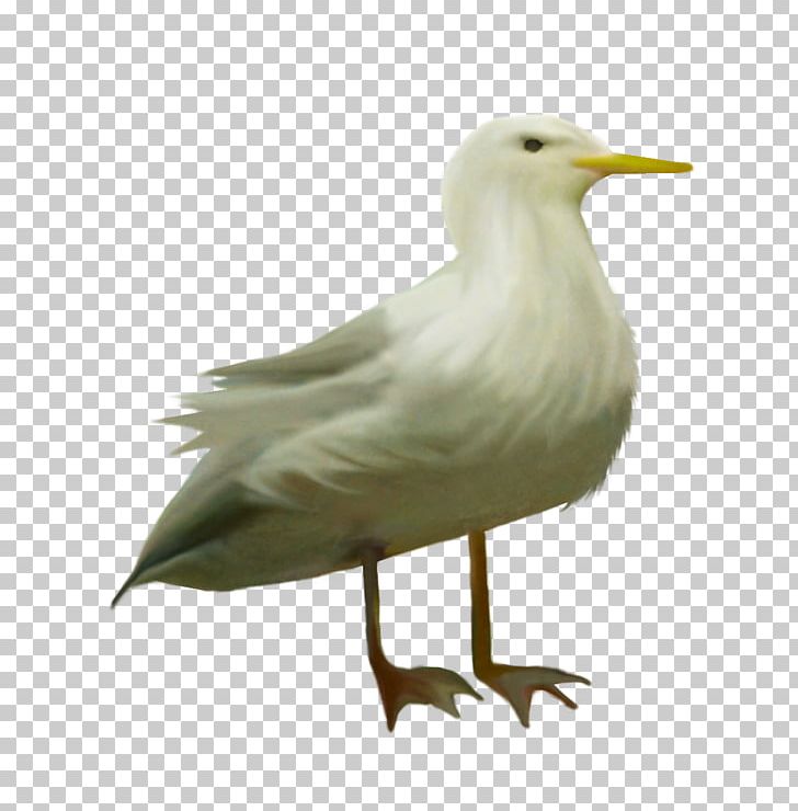 European Herring Gull Columbidae Bird Domestic Pigeon PNG, Clipart, Animals, Beak, Bird, Birds, Charadriiformes Free PNG Download