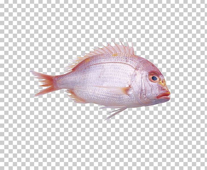 Fish Red Pink Pagrus Major PNG, Clipart, Animals, Animal Source Foods, Aquarium Fish, Color, Deep Sea Fish Free PNG Download