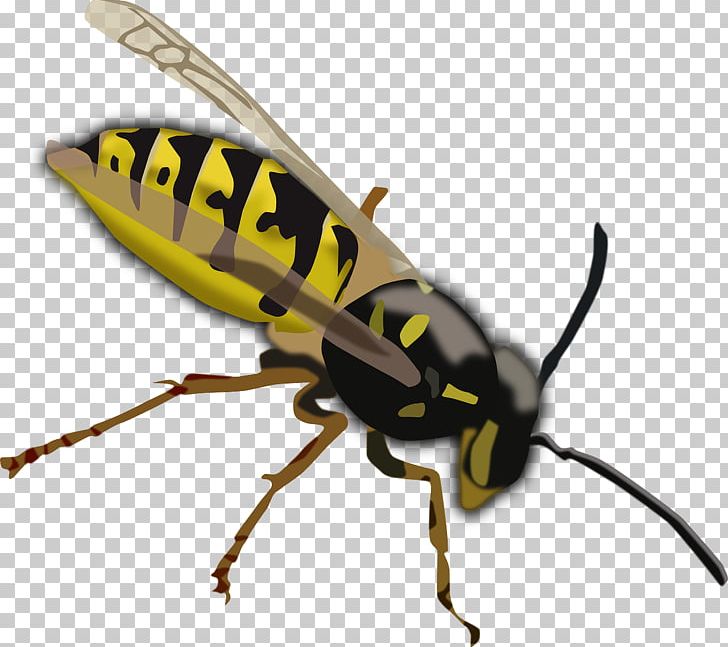 Hornet Wasp Bee PNG, Clipart, Animal, Animals, Arthropod, Bee, Clip Art Free PNG Download