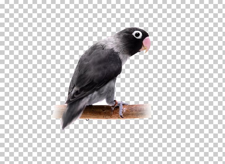 Yellow-collared Lovebird Parrot Budgerigar PNG, Clipart, Alexandrine Parakeet, Animal, Background Black, Beak, Bird Free PNG Download