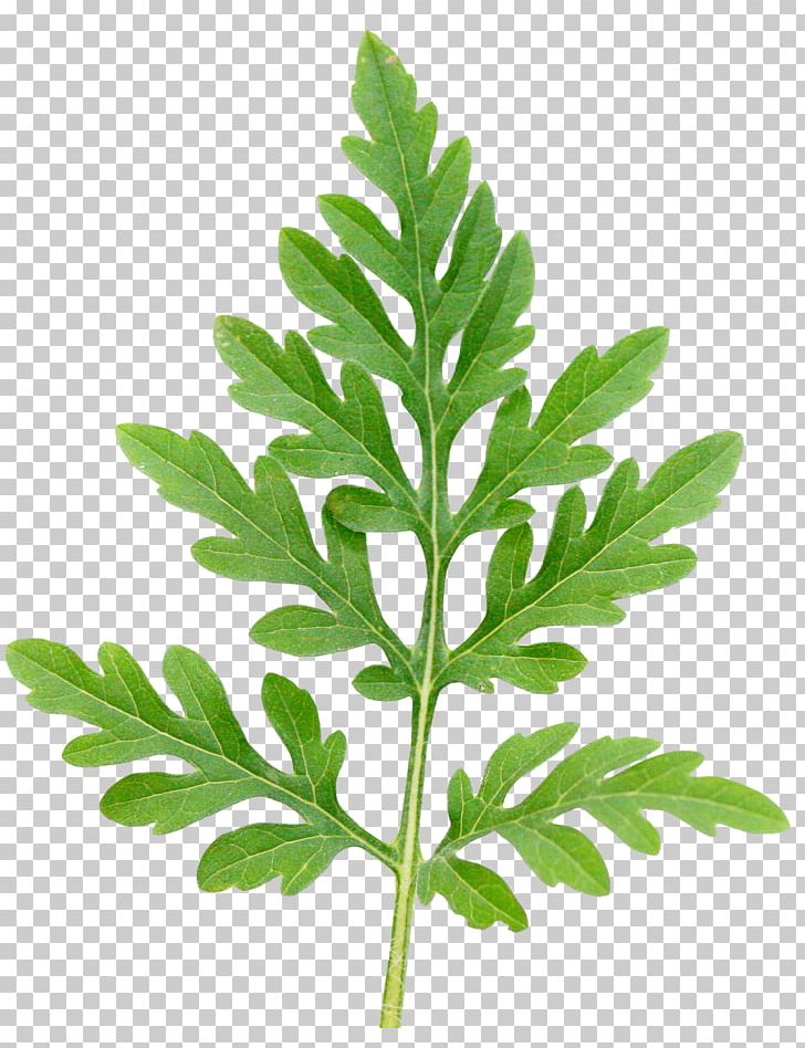 Annual Ragweed Leaf Ambrosia Trifida Ambrosia Ambrosioides Annual Plant PNG, Clipart, Ambrosia Ambrosioides, Ambrosia Trifida, Annual Plant, Annual Ragweed, Cotyledon Free PNG Download