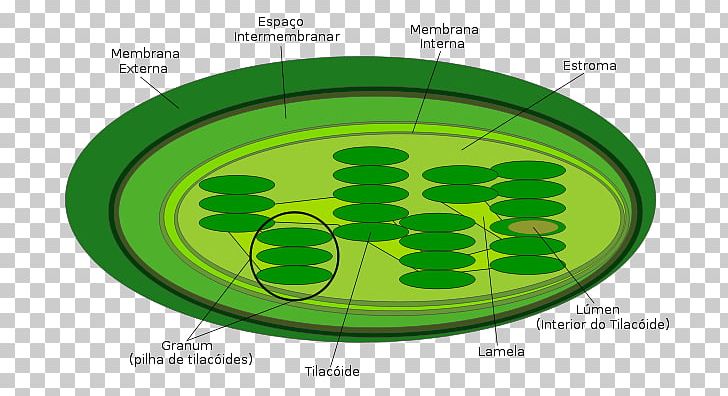 Chloroplast Thylakoid Plant Cell Photosynthesis PNG, Clipart, Biological Membrane, Biology, Cell, Cell Membrane, Chloroplast Free PNG Download