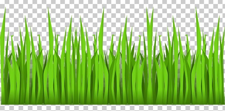 Lawn PNG, Clipart, Chrysopogon Zizanioides, Cim, Commodity, Document, Download Free PNG Download