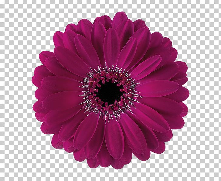 Transvaal Daisy Party Paper Flower Daisy Family PNG, Clipart, Child, Cut Flowers, Daisy Family, Flower, Flowering Plant Free PNG Download
