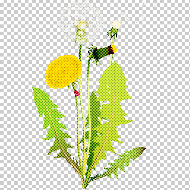 Flower Dandelion Plant Dandelion Yellow PNG, Clipart, Camomile, Chamomile, Dandelion, English Marigold, Flower Free PNG Download