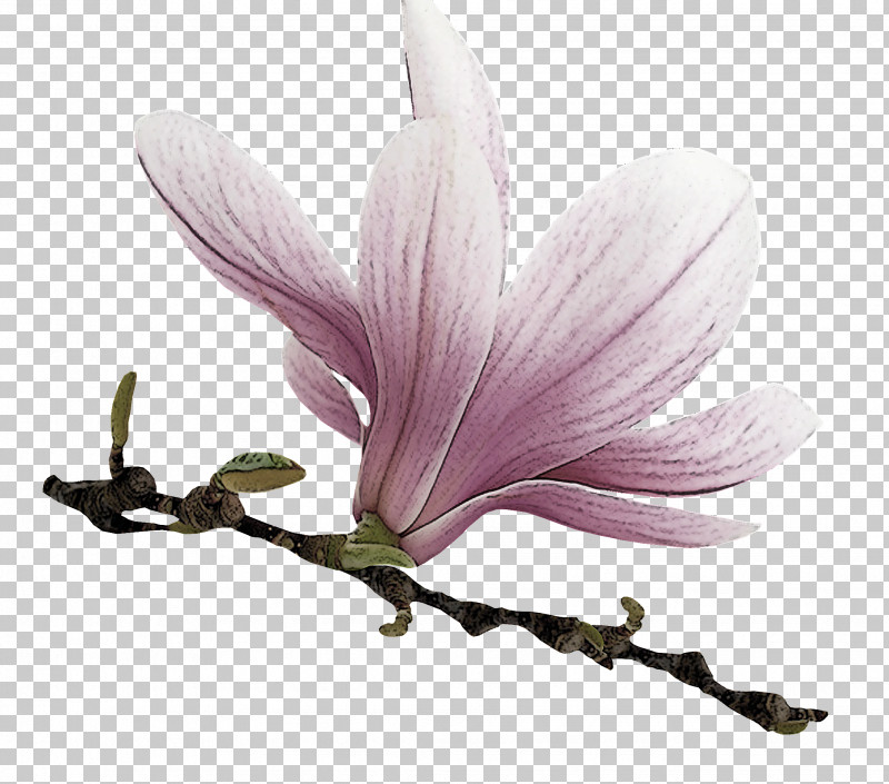 Flower Petal Plant Magnolia Family Magnolia PNG, Clipart, Crocus, Flower, Herbaceous Plant, Magnolia, Magnolia Family Free PNG Download