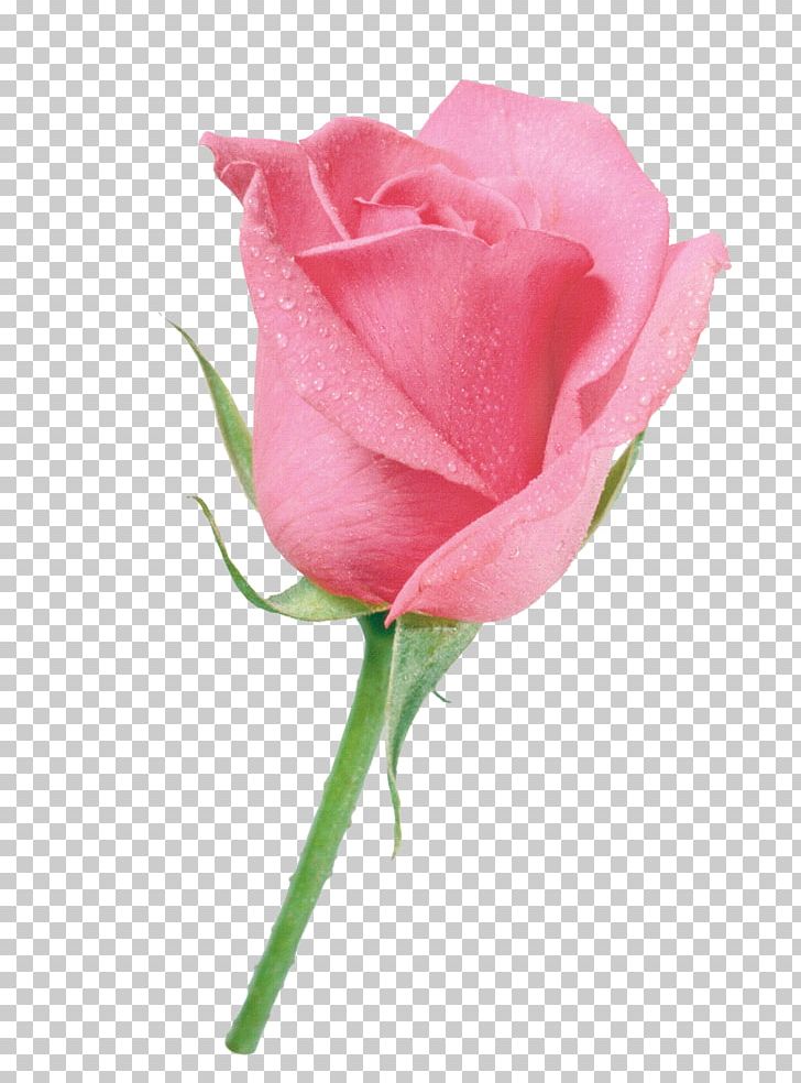 Beach Rose Flower Color PNG, Clipart, Bud, China Rose, Christmas Decoration, Closeup, Color Free PNG Download